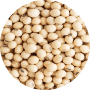 Isolated Soy Protein