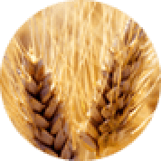 Wheat Fiber